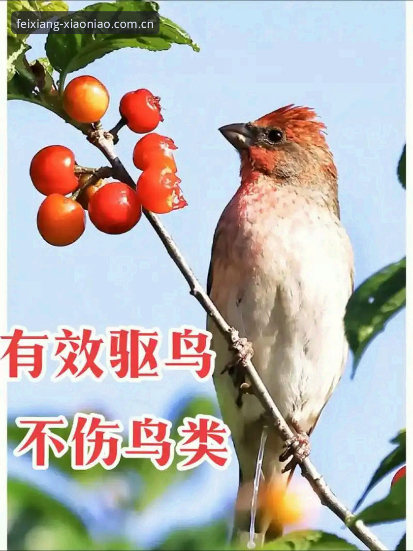 小鸟体育2026最新版上手指南：6个实用技巧让你快速掌握全部功能